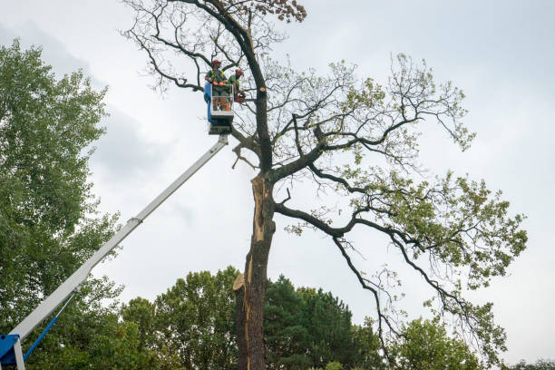 Best Root Management and Removal  in Golden Gate, FL